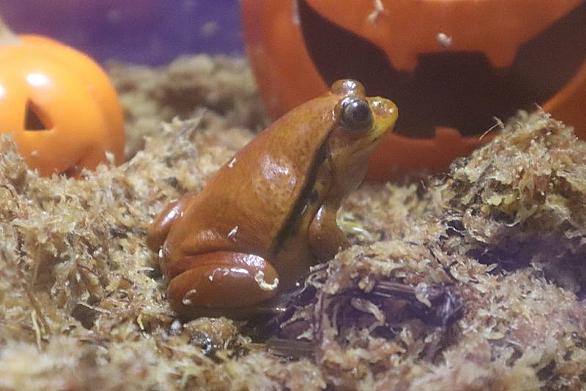 ダルマガエルとは 動植物の人気 最新記事を集めました はてな ダルマガエルとは 動植物の人気 最新記事を集めました はてな