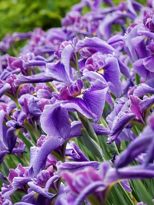 ハナショウブとは 動植物の人気 最新記事を集めました はてな