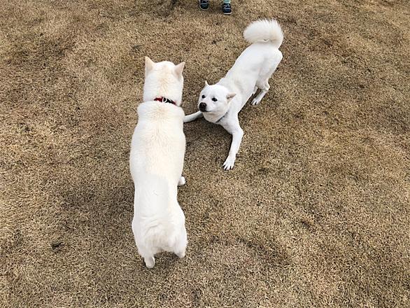北海道犬とは 動植物の人気 最新記事を集めました はてな
