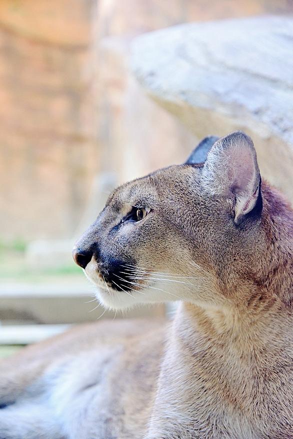 日本平動物園とは 動植物の人気 最新記事を集めました はてな 日本平動物園とは 動植物の人気 最新記事を集めました はてな