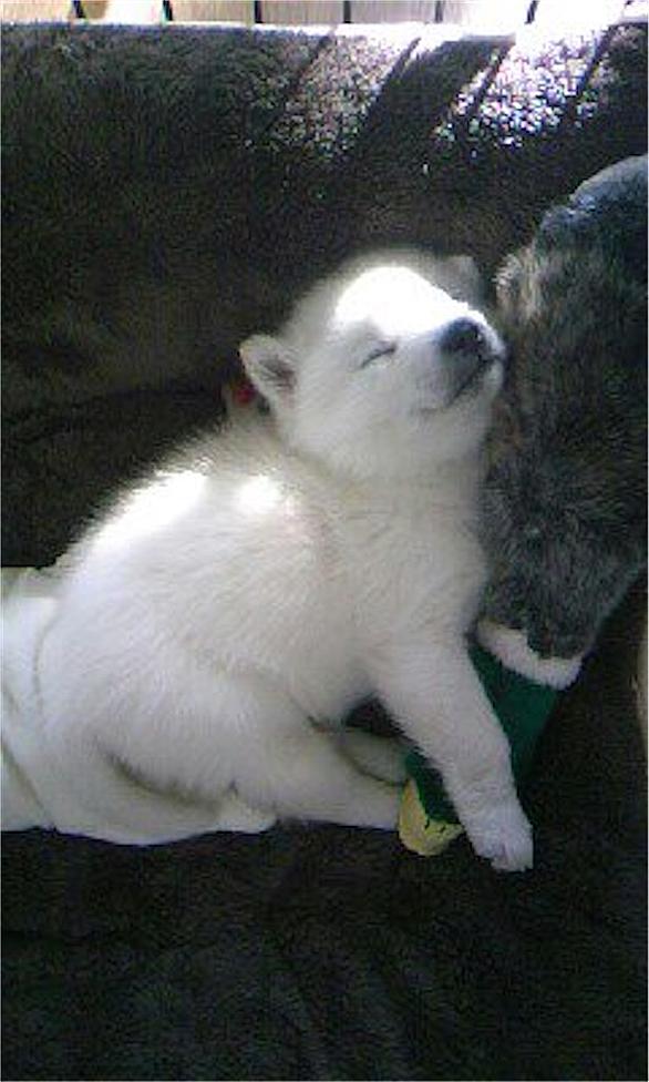 北海道犬とは 動植物の人気 最新記事を集めました はてな