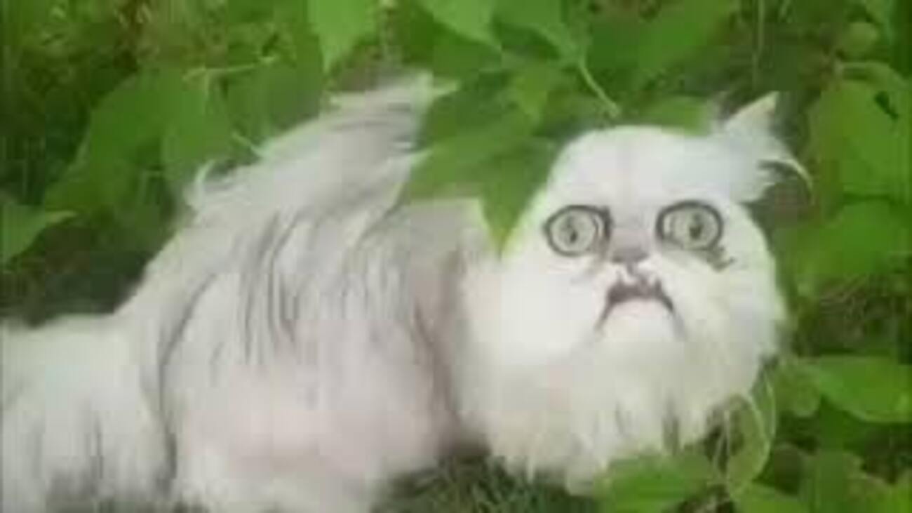 失敗される猫 Cats have recently become craze-worthy again with running