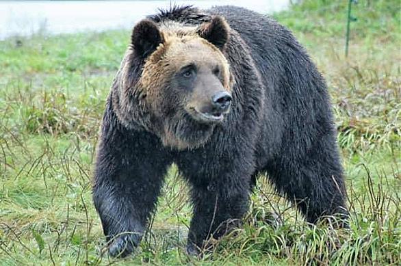 ヒグマとは 動植物の人気 最新記事を集めました はてな ヒグマとは 動植物の人気 最新記事を集めました はてな