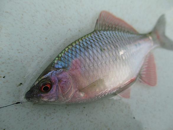 ヤリタナゴ 動植物 人気 最新記事が見つかる わかる はてなブログ タグ