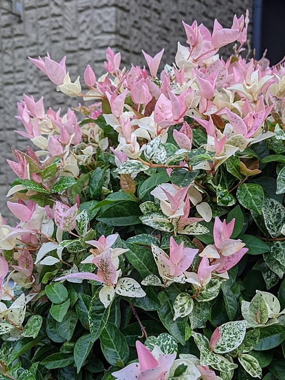 ハツユキカズラとは 動植物の人気 最新記事を集めました はてな