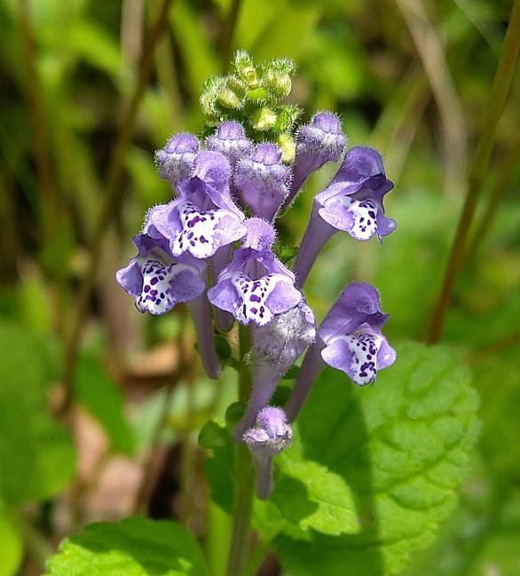 ホトケノザとは 動植物の人気 最新記事を集めました はてな
