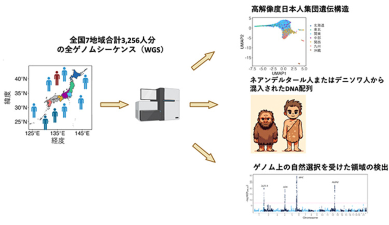 ネアンデルタール人とは？現代人に残るDNA混血の実態と絶滅理由の真相を徹底解説