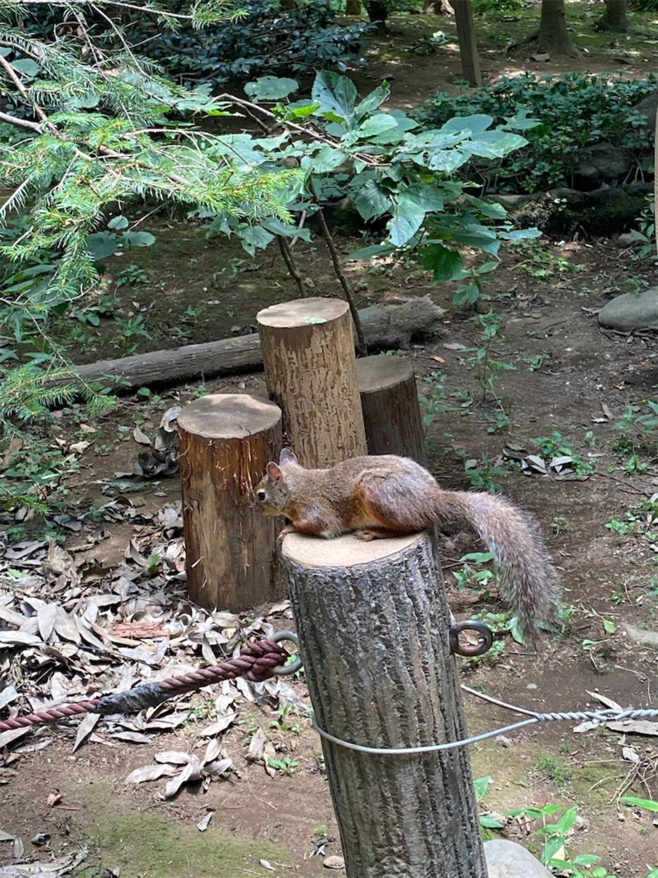 井の頭自然文化園と北村西望の彫刻園 - おかもとまさこのごはんBLOG