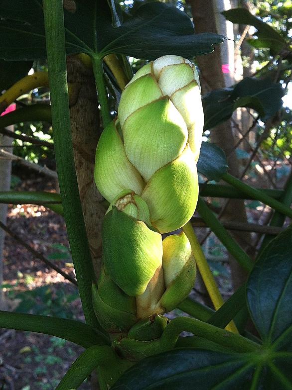 5弁花とは 動植物の人気 最新記事を集めました はてな