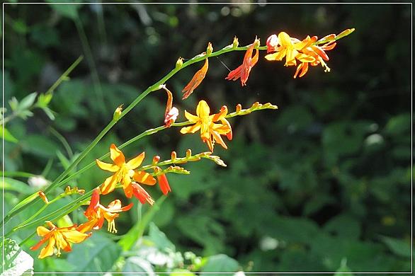 モントブレチアとは 動植物の人気 最新記事を集めました はてな