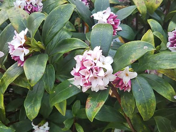 沈丁花とは 動植物の人気 最新記事を集めました はてな