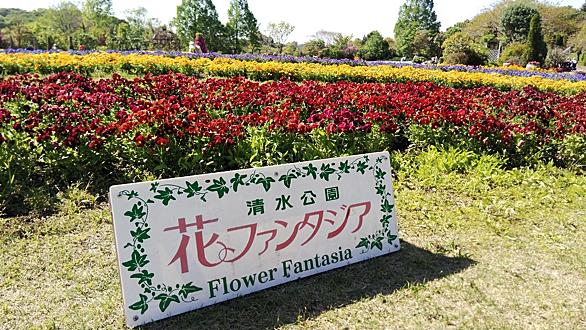 オオデマリとは 動植物の人気 最新記事を集めました はてな オオデマリとは 動植物の人気 最新記事を集めました はてな