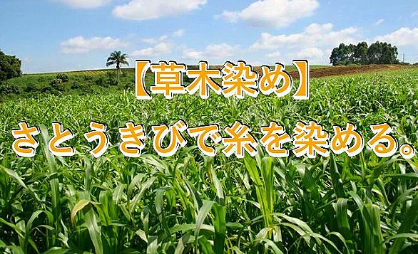 さとうきびとは 動植物の人気 最新記事を集めました はてな さとうきびとは 動植物の人気 最新記事を集めました はてな