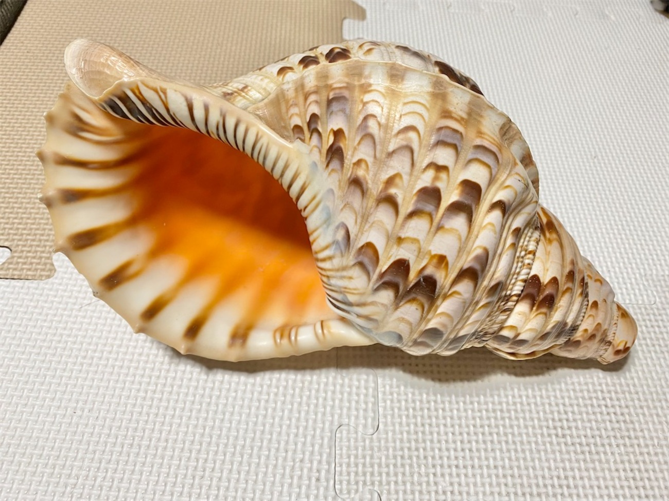 貝の楽器 赤い紐付き　ホラガイ 貝の楽器 赤い紐付き ホラガイ（法螺貝 ほら貝 ホラガイ