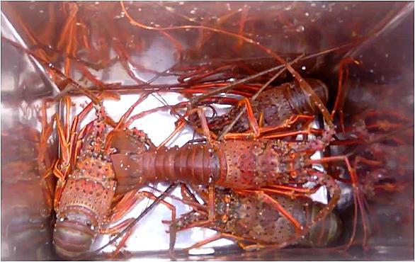 伊勢海老とは 動植物の人気 最新記事を集めました はてな 伊勢海老とは 動植物の人気 最新記事を集めました はてな