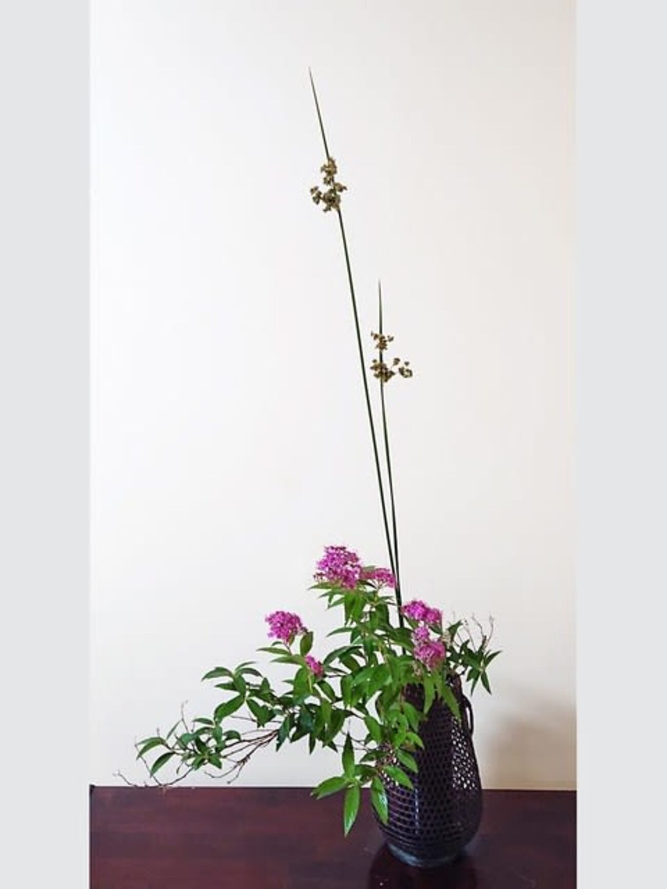 風に靡くもの│花便り - 花紅柳緑~院長のBLOG