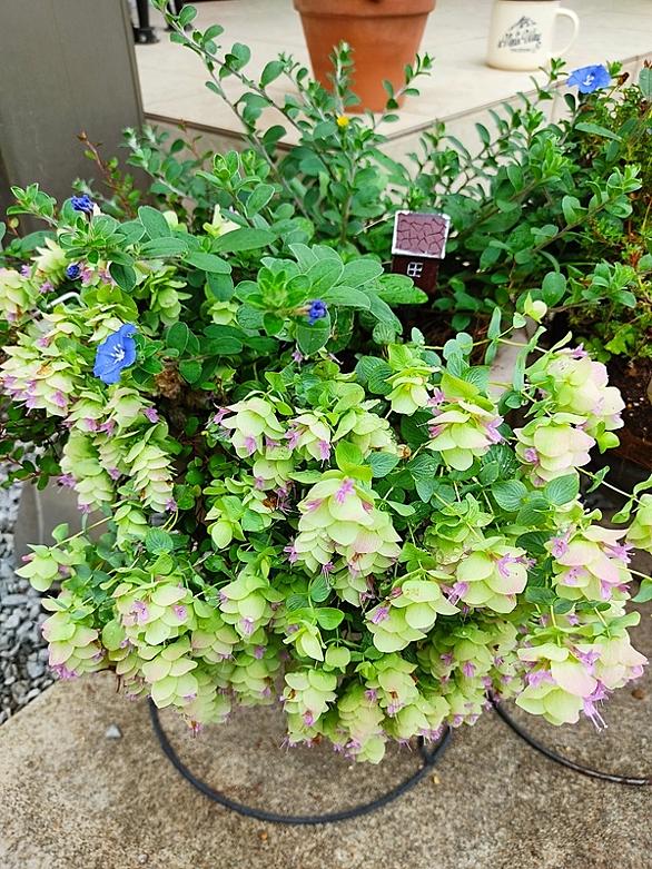 オレガノとは 動植物の人気 最新記事を集めました はてな