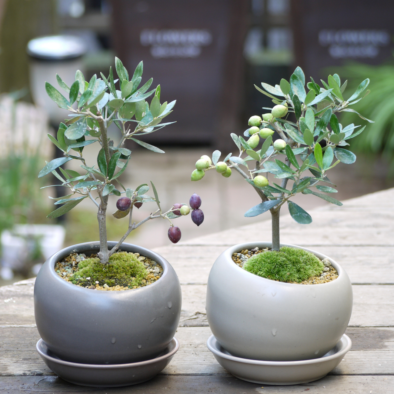 2012年オリーブ盆栽作品集・その9 - OliveBonsai diary