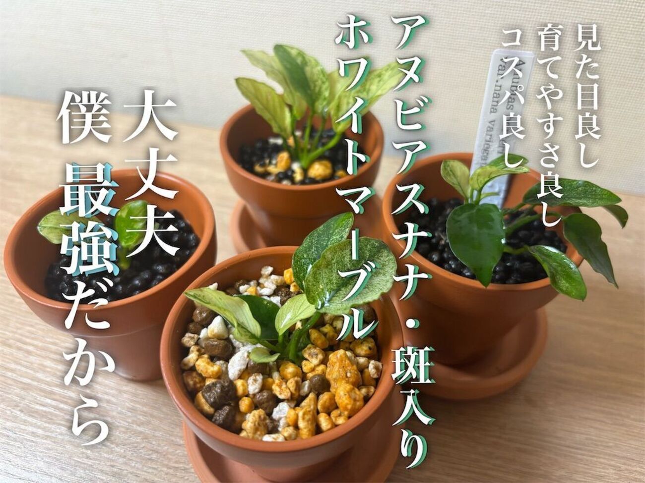 アヌビアスナナ ホワイトマーブル 水上葉 水草