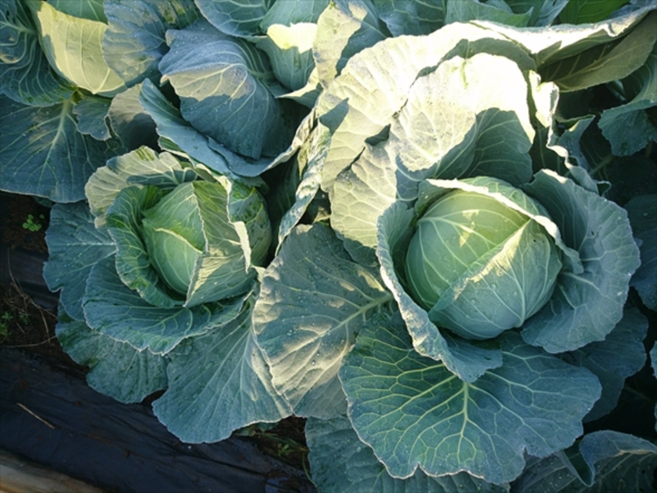 backend=imagemagick;version=1;