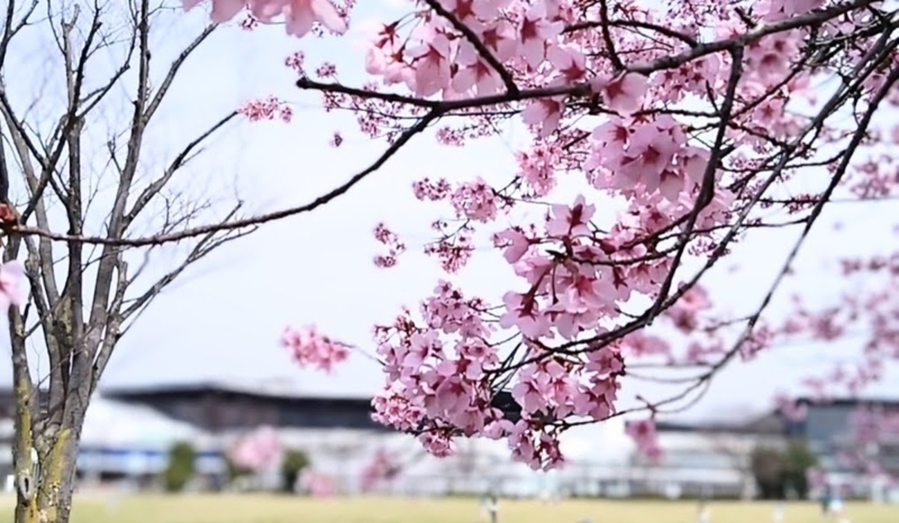 梅と桜 backend=imagemagick;version=1;