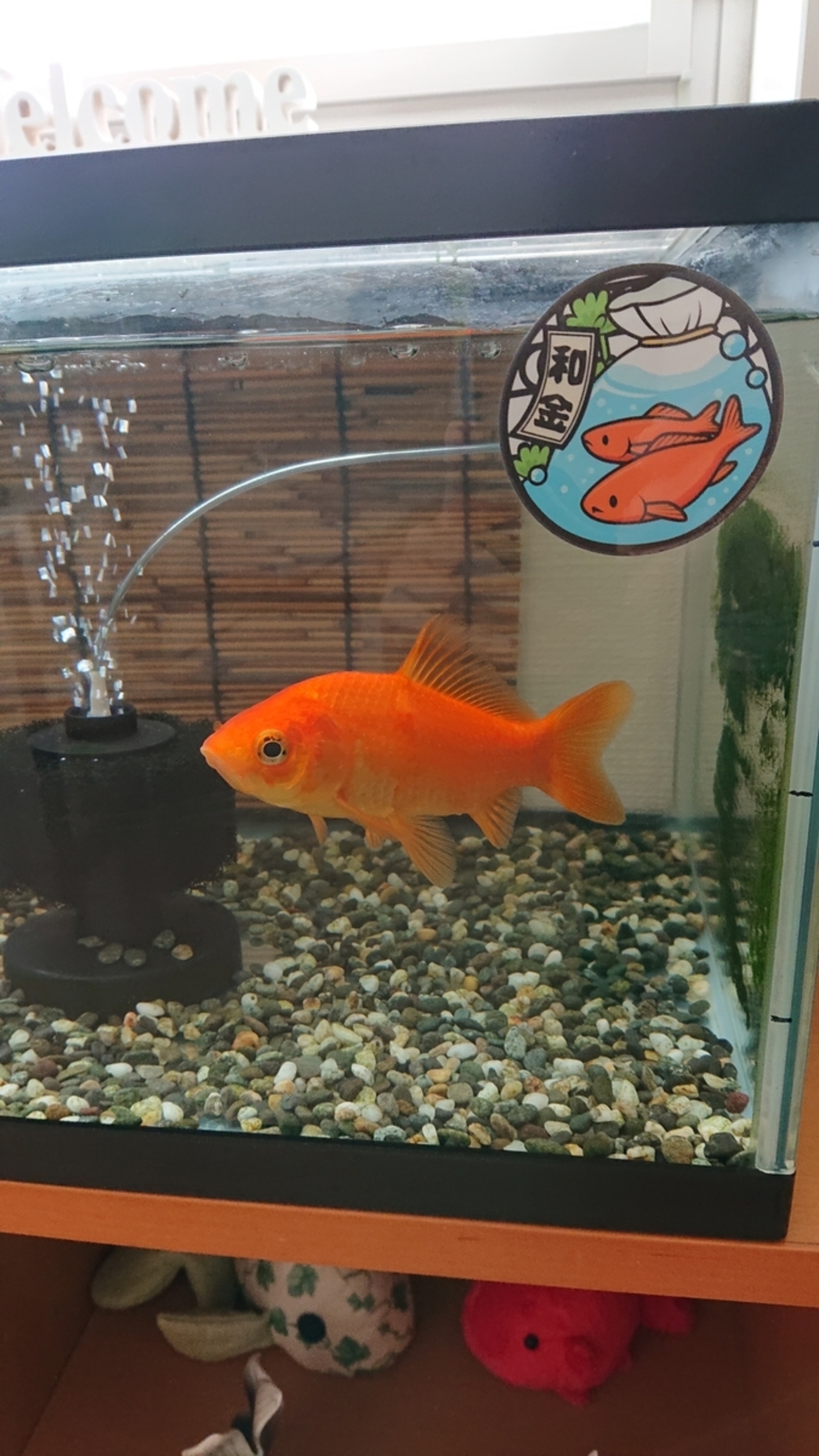 一年中変わらない強靭な金魚 - すくい金魚