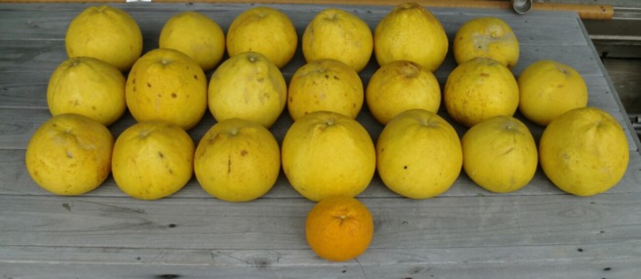 晩白柚(ザボン)の収穫 - 元IT土方のFXで生活