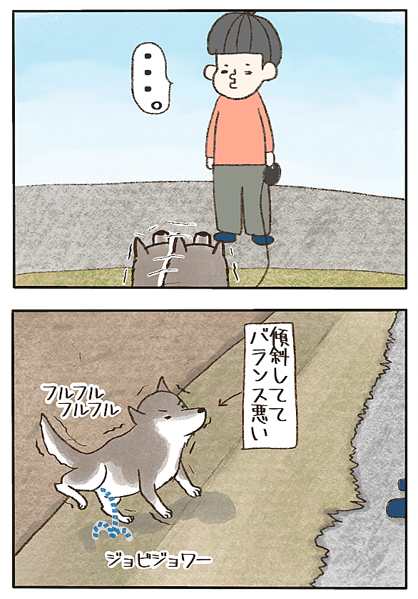 四国犬とは 動植物の人気 最新記事を集めました はてな 四国犬とは 動植物の人気 最新記事を集めました はてな