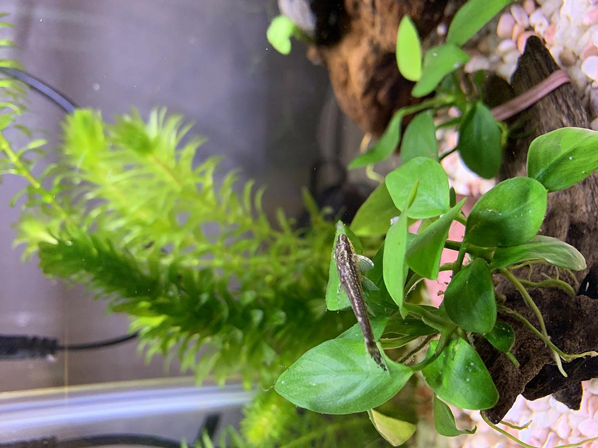 ヤマトヌマエビ繁殖 カテゴリーの記事一覧 ヤマトヌマエビ繁殖のあれこれ