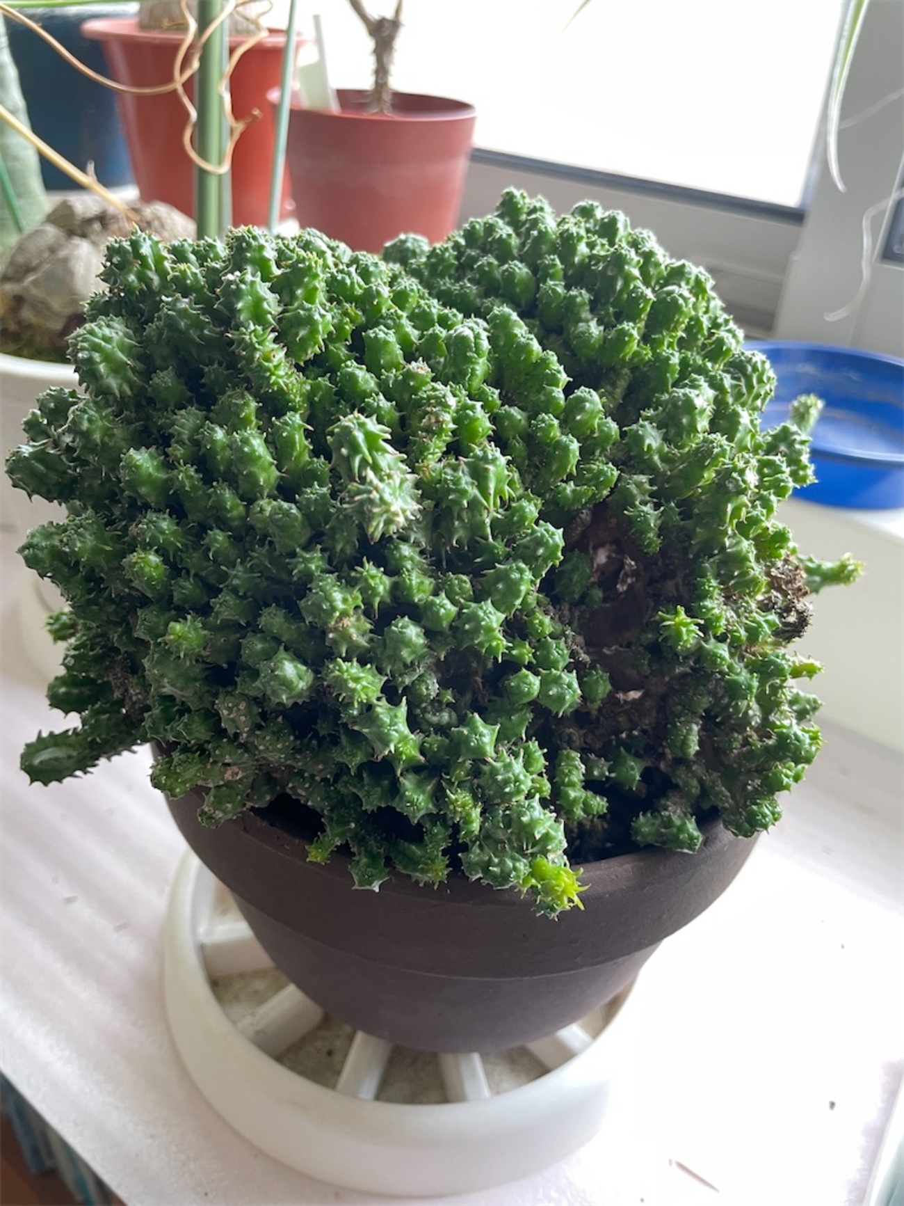 ユーフォルビア綴化ポリゴナの植替え - もらとりあむ