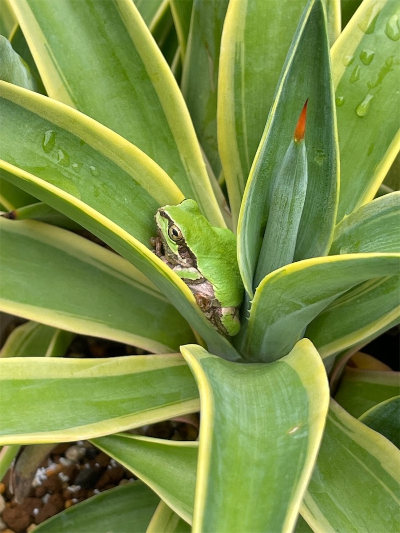 アガベベネズエラ錦の植替え - もらとりあむ
