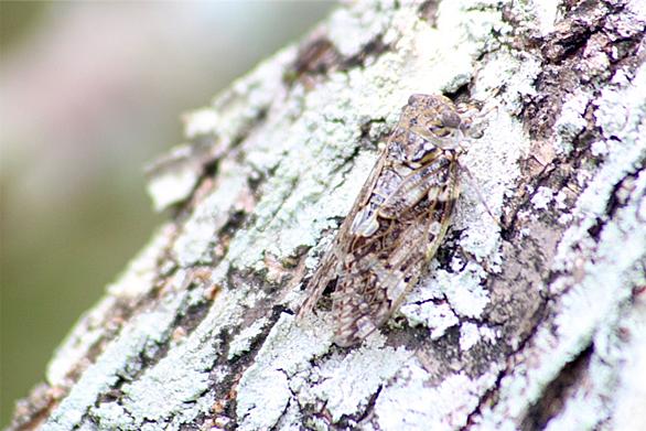 ニイニイゼミとは 動植物の人気 最新記事を集めました はてな ニイニイゼミとは 動植物の人気 最新記事を集めました はてな
