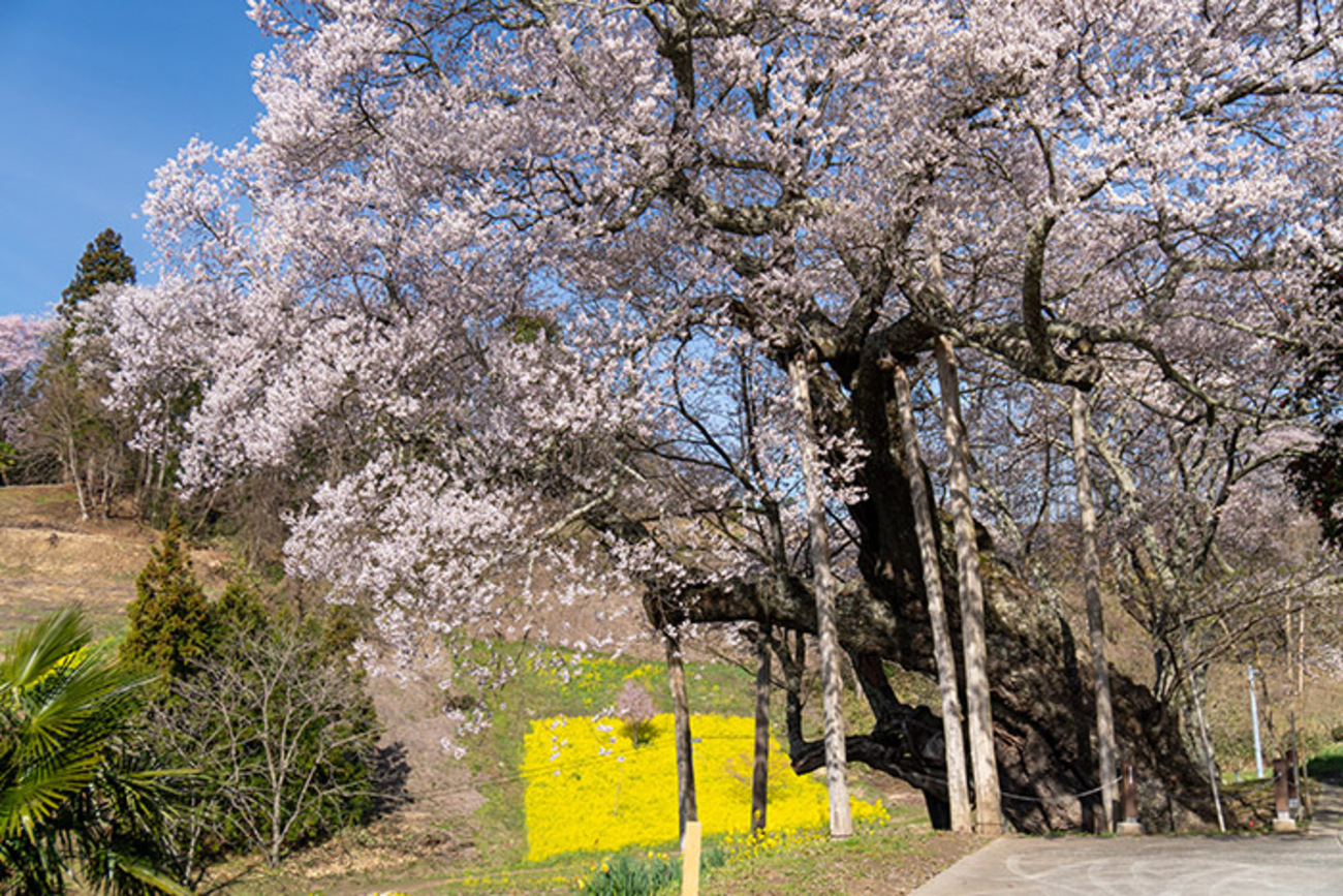 二本松市東和地区の桜めぐり––長沢の桜，祭田の桜，愛蔵寺の護摩桜など 