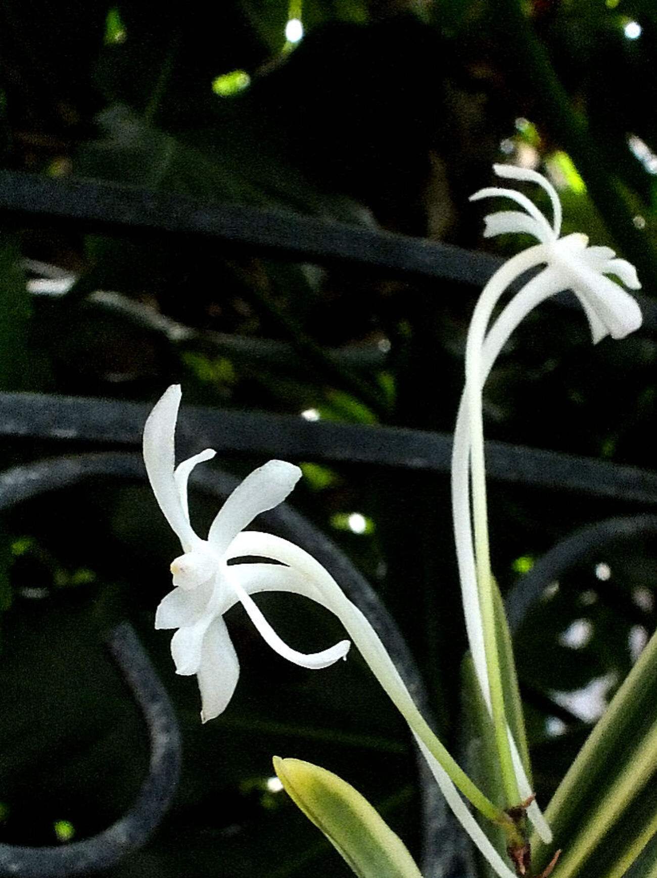 風蘭の花咲く季節 - しらこばとWeblog