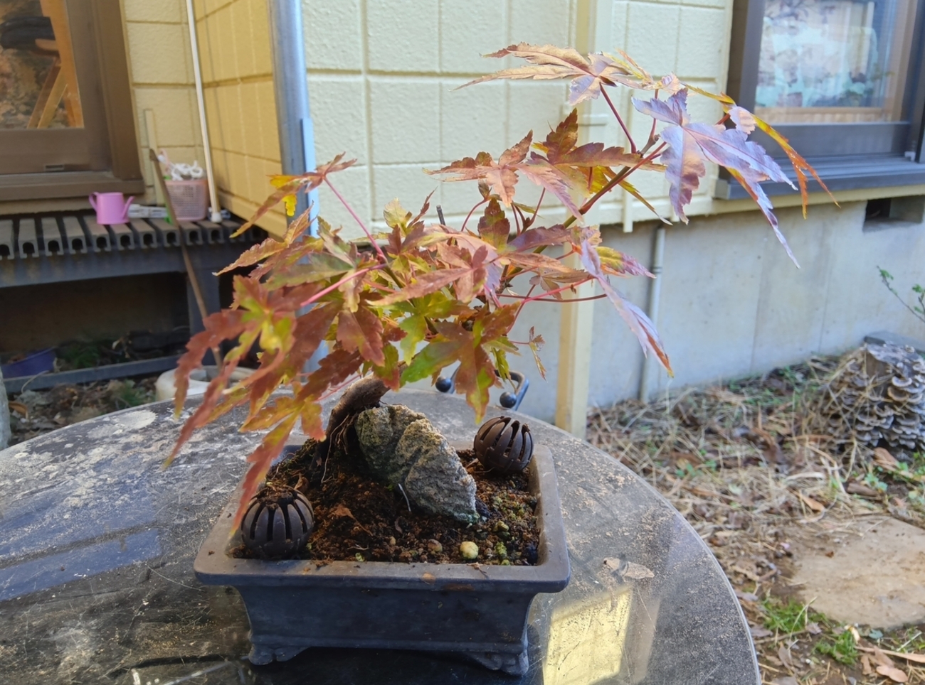 モミジ　太幹 backend=imagemagick;version=1;