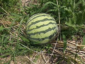 西瓜とは 食の人気 最新記事を集めました はてな 西瓜とは 食の人気 最新記事を集めました はてな