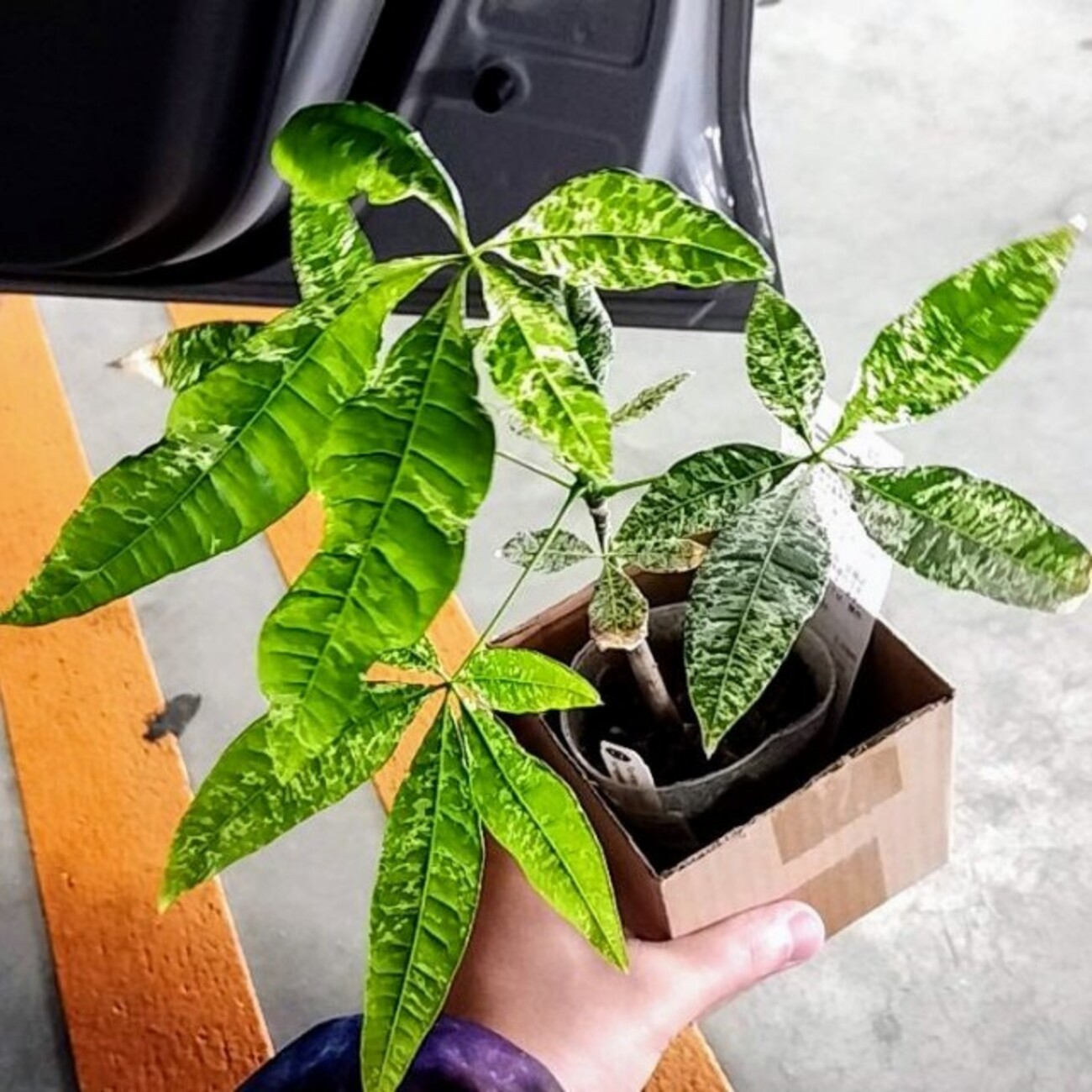 ただよです。パキラ パキラ 鮮明黄斑入り 異なる部位から異斑が展開している珍個体
