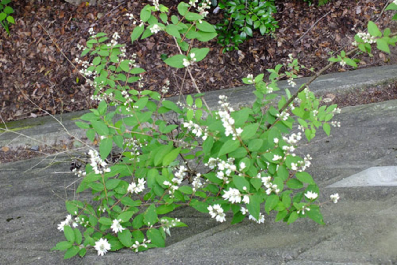 ウツギ(卯の花) 〜今週の荒神山〜 - みやこわすれ日記
