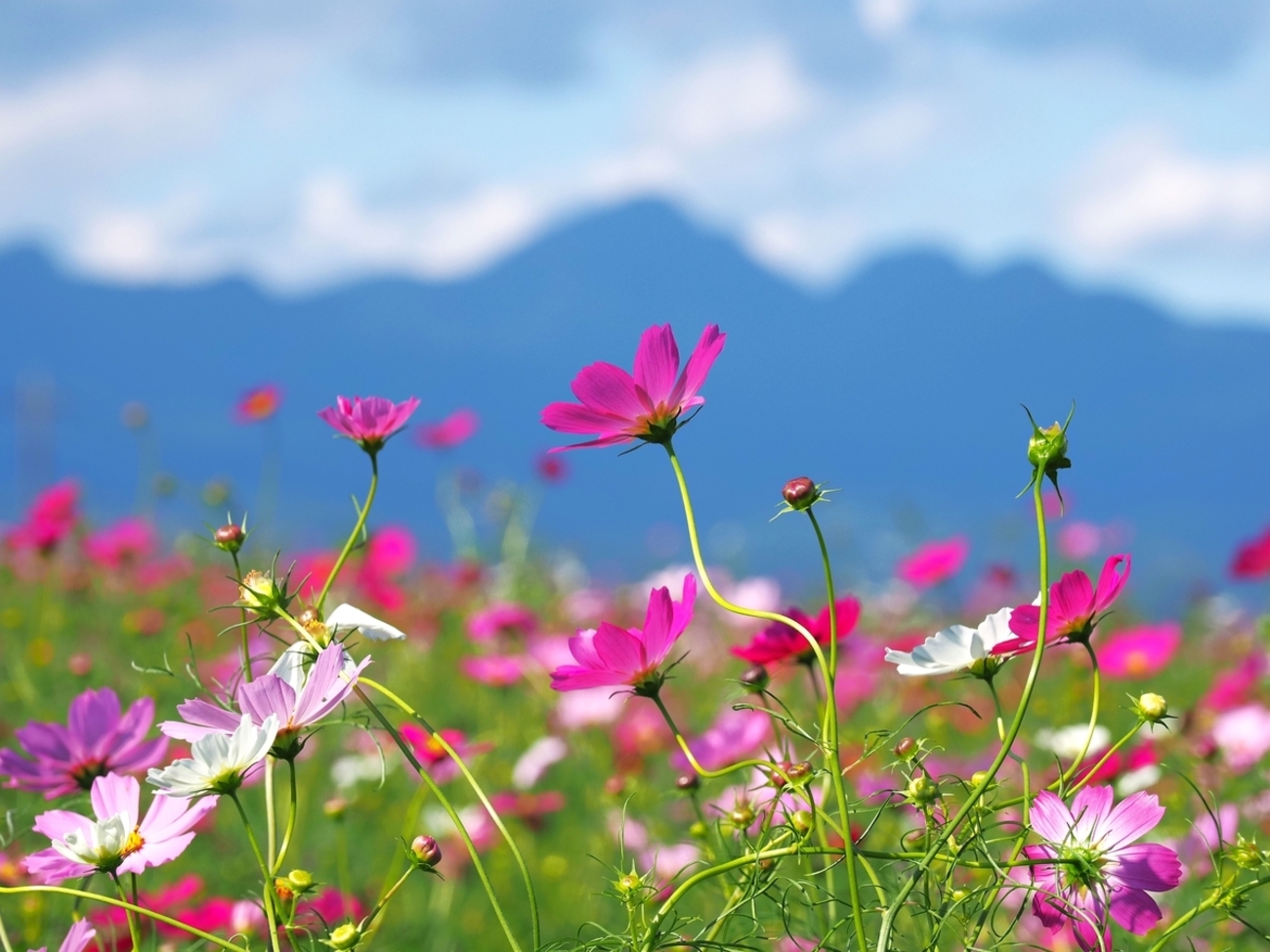 鼻高展望花の丘から見える群馬の山 - ずっとこの空の下で2