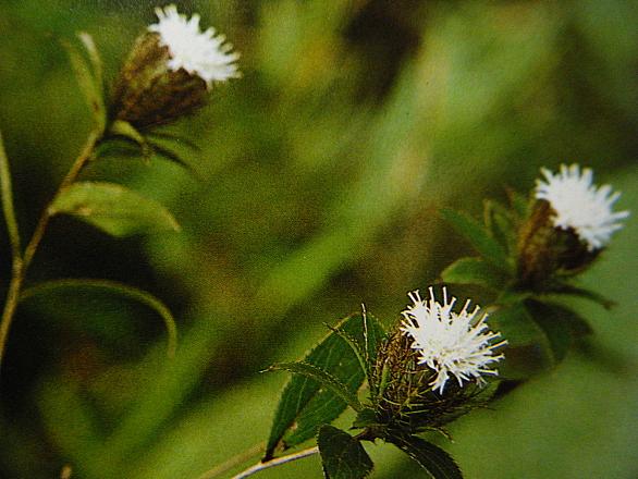 うけらとは 動植物の人気 最新記事を集めました はてな うけらとは 動植物の人気 最新記事を集めました はてな