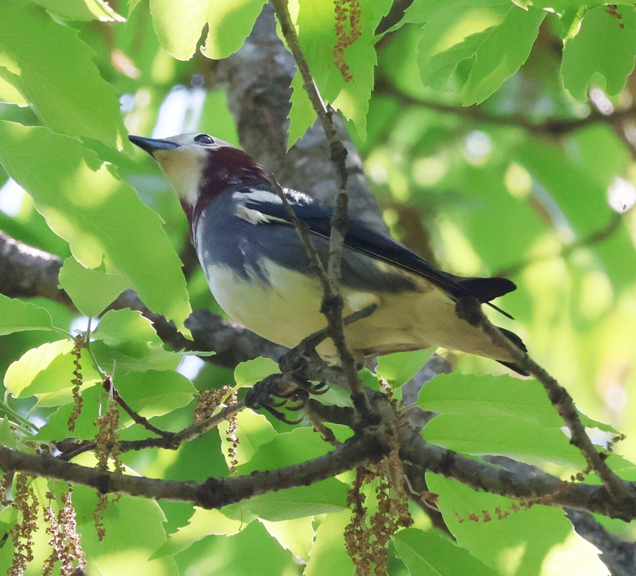 兵庫県東播磨：稲美町）加古大池→いなみ野水辺の里公園。コムクドリ