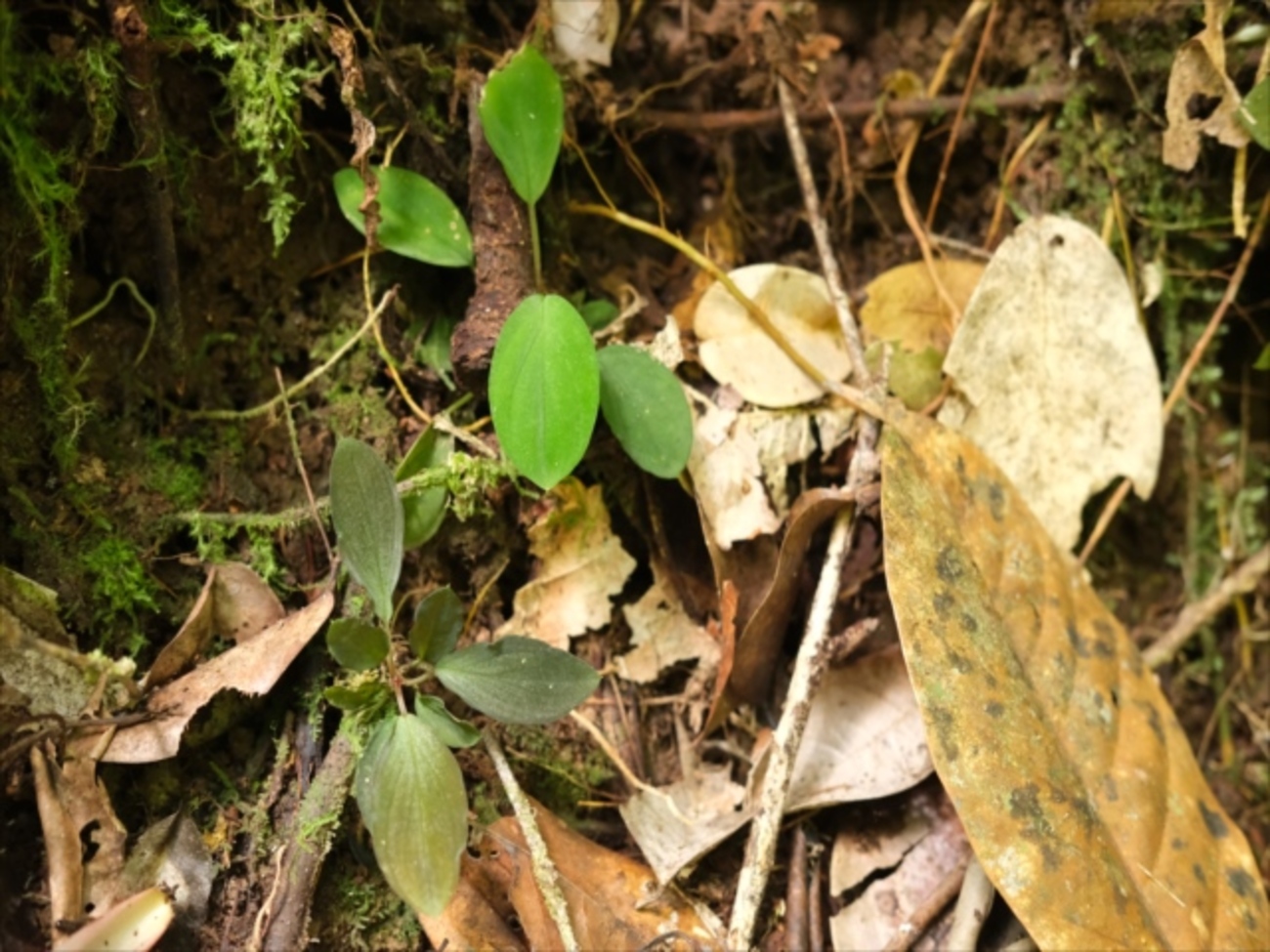 Homalomena sp”Sunshine”【AZ0822-3】と愉快な仲間達 - azulaquarium