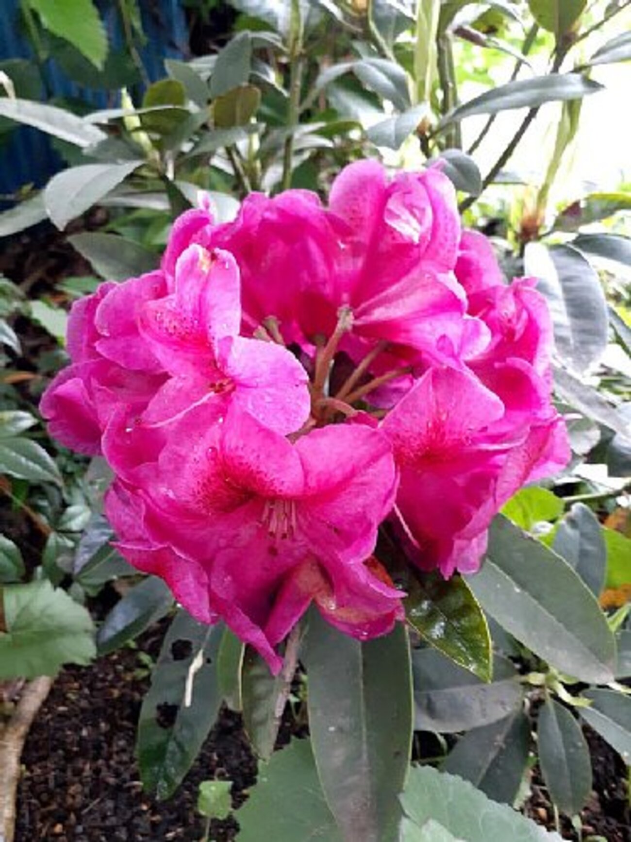 庭のお花-日陰の誤解 - 花好きhanaのガーデニング日記