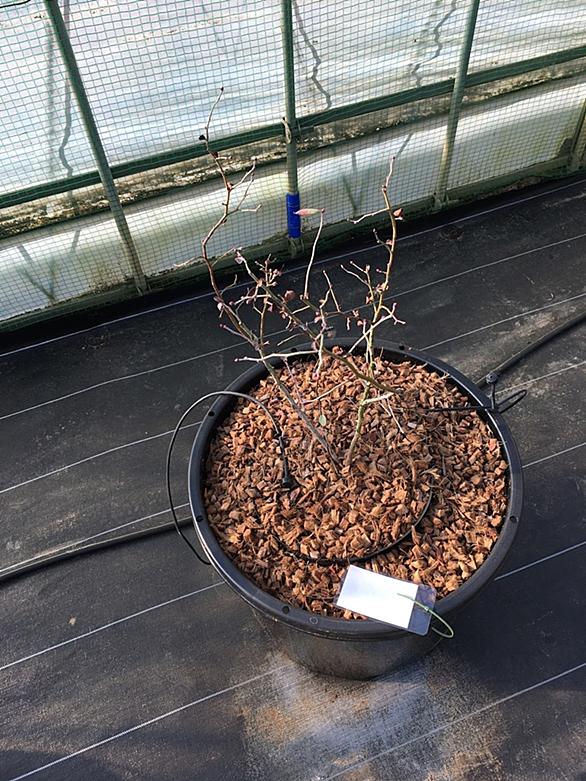 ブルーベリーとは 動植物の人気 最新記事を集めました はてな