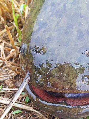 基本は鯰とナマズ釣り