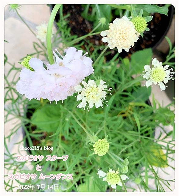 スカビオサとは 動植物の人気 最新記事を集めました はてな