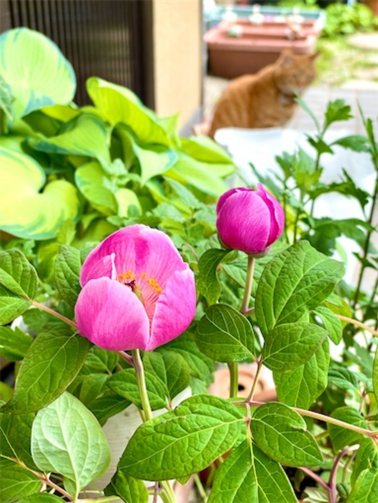 遅咲きの山芍薬 - こと子の日々の暮らし方