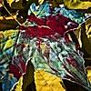 Fall