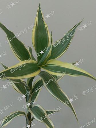 サンデリアーナとは 動植物の人気 最新記事を集めました はてな