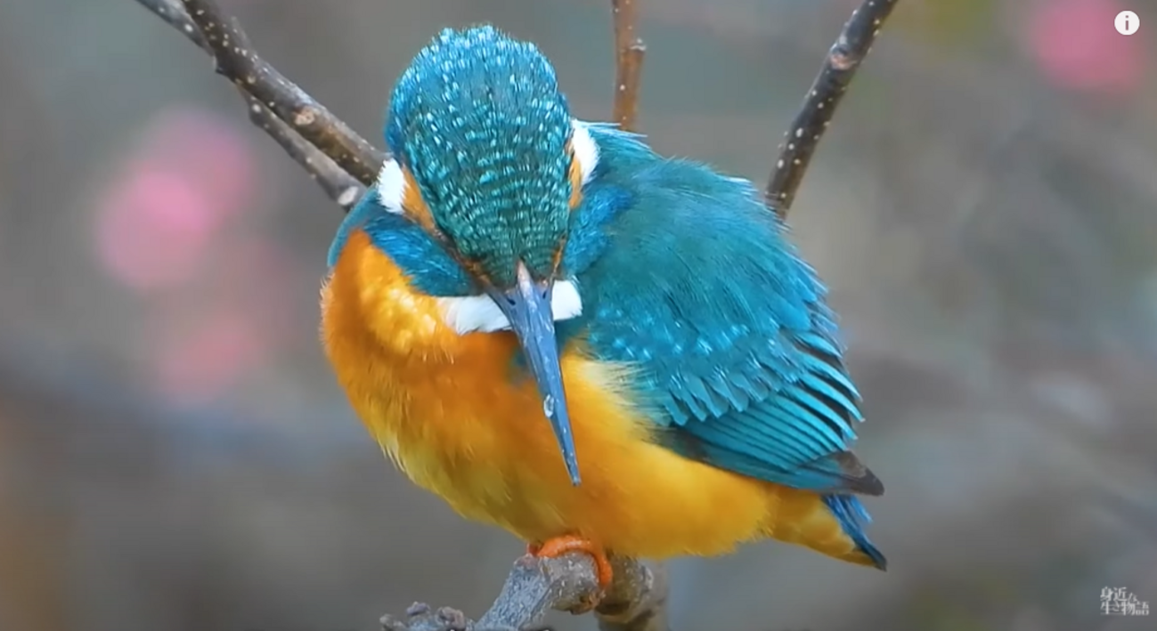 カワセミのきれいな羽のアップと…ペリットと長い嘴、赤い口。と…短い舌